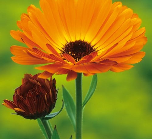  Calendula - Pot Marigold Indian Prince 